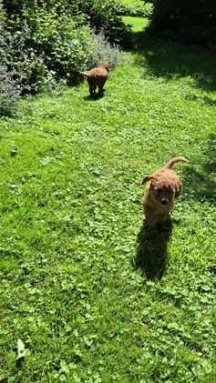 Poedel honden te koop: Middenslag poedels in Schuinesloot - Video 3