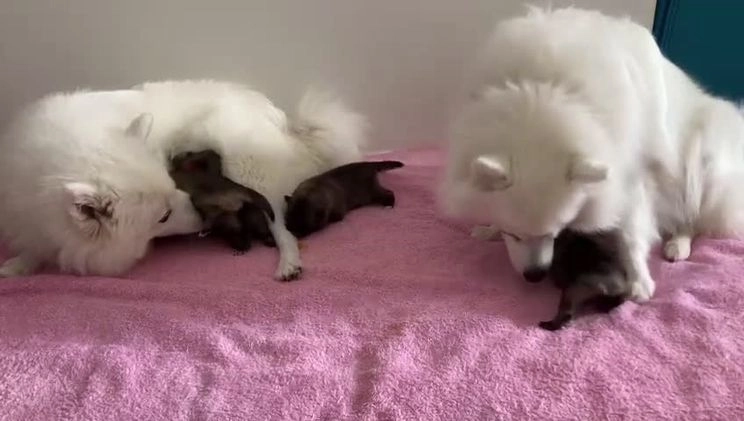 Keeshond honden te koop: Kruising Keeshond X Japanse Spits - Video 1