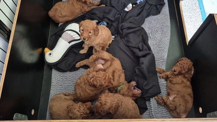 Poedel honden te koop: Middenslag poedels in Schuinesloot - Video 1