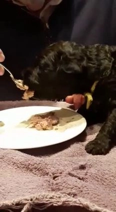 Kerry Blue Terriër honden te koop: Kerry Blue Terriër pups in Horssen - Video 1
