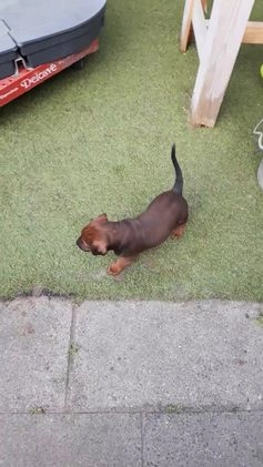 Rhodesian Ridgeback honden te koop: "Prachtige kruising Rhodesians"  in Bavel - Video 1