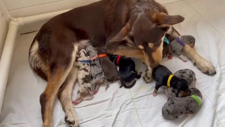 Australian Shepherd honden te koop: Australian Shepherd x Kelpie Pups in Maashees - Video 1