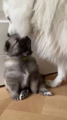 Keeshond honden te koop: Kruising Keeshond X Japanse Spits - Video 5