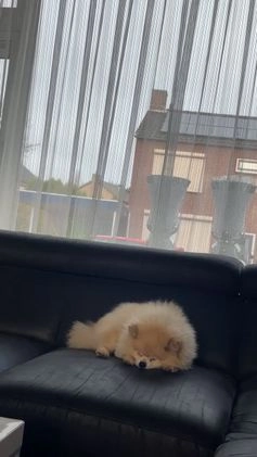 Pomeriaan honden te koop: Volwassen pomeriaan - Video 1