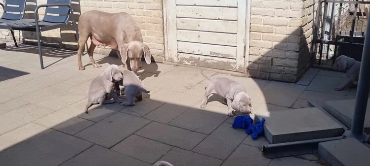 Weimarse Staande Hond korthaar honden te koop: Weimaraner pups in Stein - Video 1