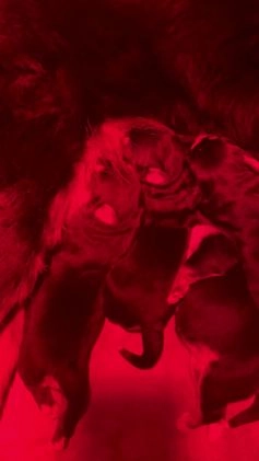 Kruising honden te koop: Bernsky puppys - Video 1