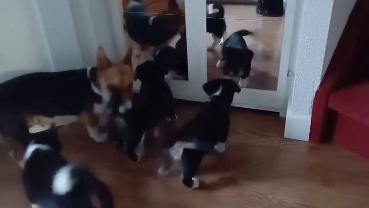 Welsh Corgi Cardigan honden te koop: 2 Welsh Corgi Cardigan pups te koop! in Barneveld - Video 1
