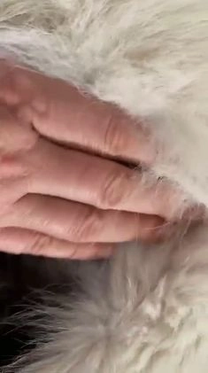 Boomer honden te koop: Kruising Keeshond x Japanse Spits - Video 3