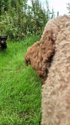Poedel honden te koop: Middenslag poedels in Schuinesloot - Video 5