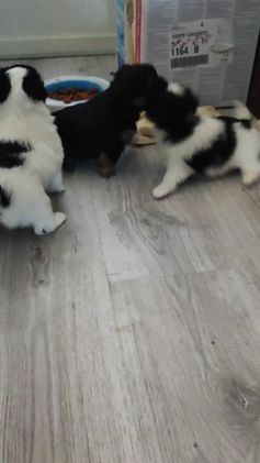 Maltipoo honden te koop: Prachtige pups maltipoo-pomerian in Helmond - Video 1