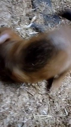 Kruising honden te koop: Jack Russell terriër kruising met pomeriaan reu in Eemnes - Video 3