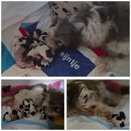 Havanezer honden te koop: Prachtige havanezer pups chocolade/wit in Weert - Video 1