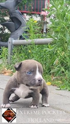 Amerikaanse Bully honden te koop: Eerste keus American pocket bully puppy - Video 1