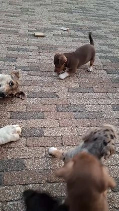 Jack Russel Terriër honden te koop: nog 1 jack russel reutje  in Bentelo - Video 1