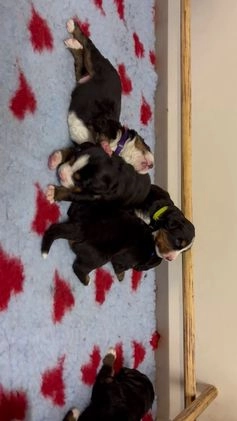 Berner Sennenhond honden te koop: Allerknapste Berner sennen pups (reutjes) in Woudenberg - Video 1