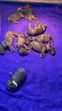 Labradoodle honden te koop: Medium choco doodles met Australian bloed - Video 1