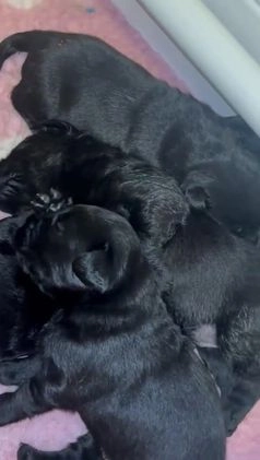 Labrador Retriever honden te koop: Zwarte labrador pups - teefje nog beschikbaar in Molenschot - Video 1