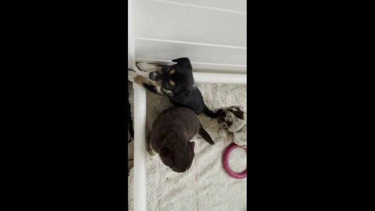 Australian Shepherd honden te koop: Australian Shepherd x Kelpie Pups in Maashees - Video 3