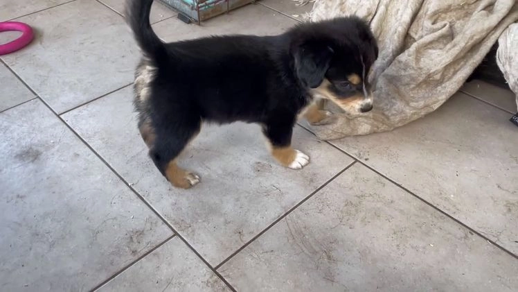 Australian Shepherd honden te koop: Australian Shepherd x Kelpie Pups in Maashees - Video 4