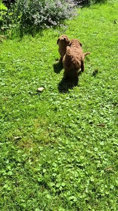 Poedel honden te koop: Middenslag poedels in Schuinesloot - Video 4