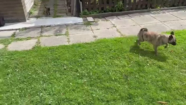 Kruising honden te koop: Kruising AHT American Hairless Terriër X Bulletje  in Hazerswoude-Rijndijk - Video 1