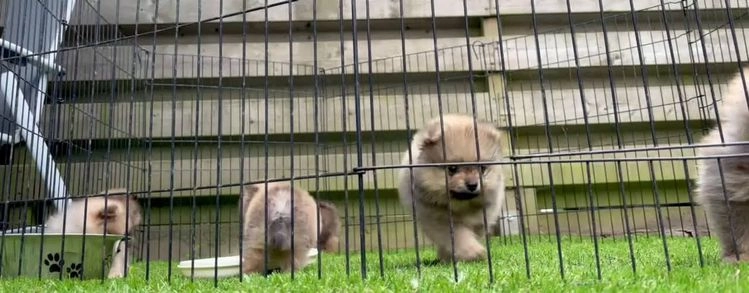 Pomeriaan honden te koop: Pomeriaanpups. 25 juni mogen ze het nest verlaten. in Emmen - Video 1