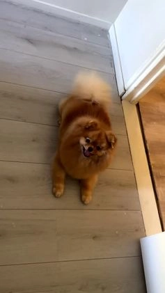 Keeshond honden te koop: Pomeriaantje - Video 1
