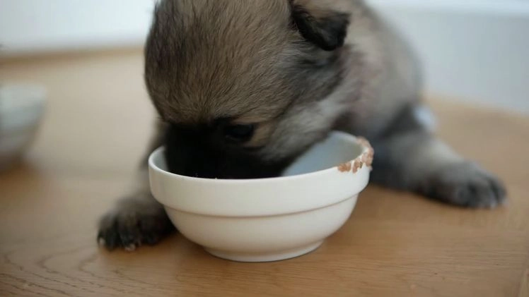 Keeshond honden te koop: Kruising Keeshond X Japanse Spits - Video 4