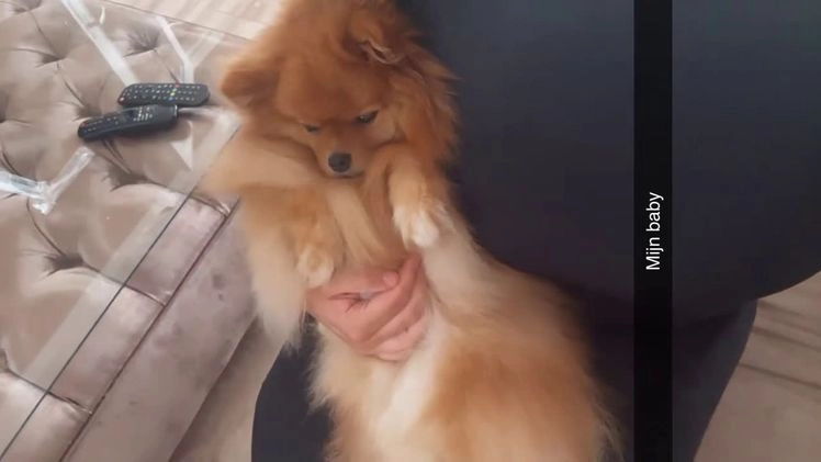 Keeshond honden te koop: Pomeriaantje - Video 2