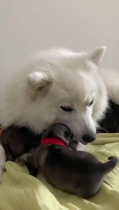 Boomer honden te koop: Kruising Keeshond x Japanse Spits - Video 2