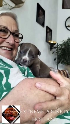 Amerikaanse Bully honden te koop: Eerste keus American pocket bully puppy - Video 2