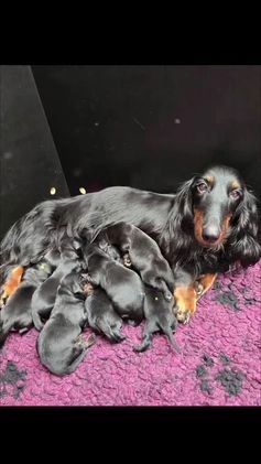 Teckel (langhaar) honden te koop: St. Langharige Black & Tan puppy's te koop - Video 1