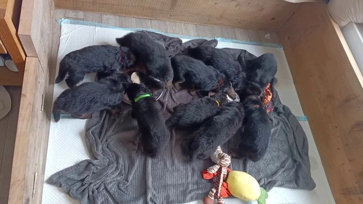 Duitse Herder honden te koop: Duitse Herder Langstokhaar pups te koop in Hardinxveld-Giessendam - Video 1