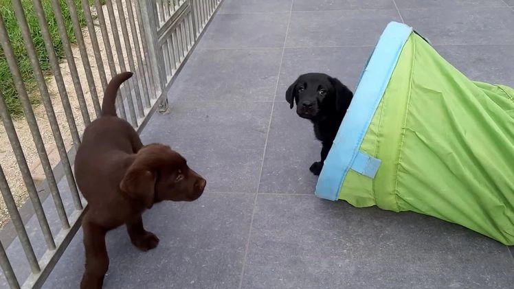Labrador Retriever honden te koop: Bruin reutje - Video 1