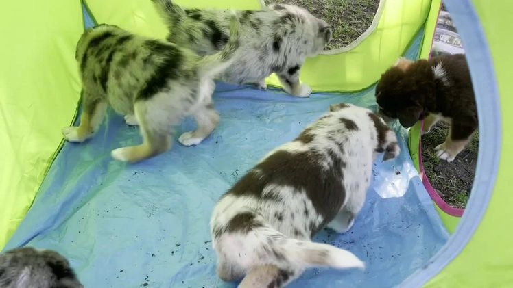 Australian Shepherd honden te koop: Australian Shepherd x Kelpie Pups in Maashees - Video 2