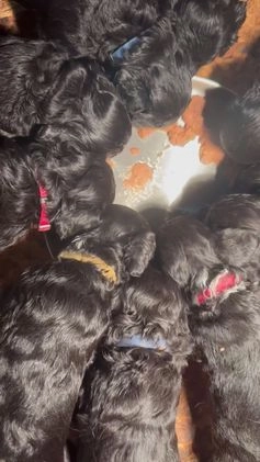 Cockapoo honden te koop: Cockapoo herhaalnestje in Kessel - Video 2